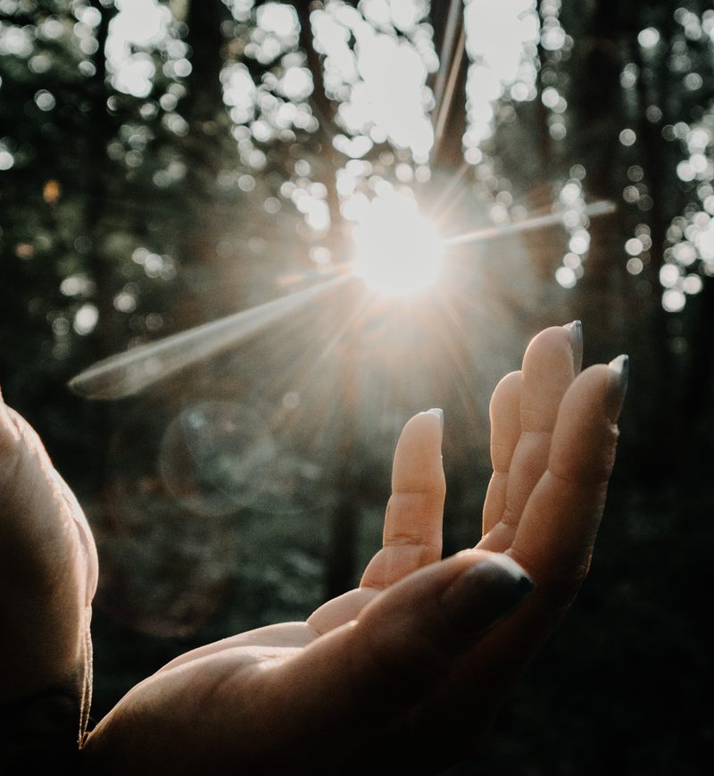 An open hand held up to sunlight breaking through the forest canopy
